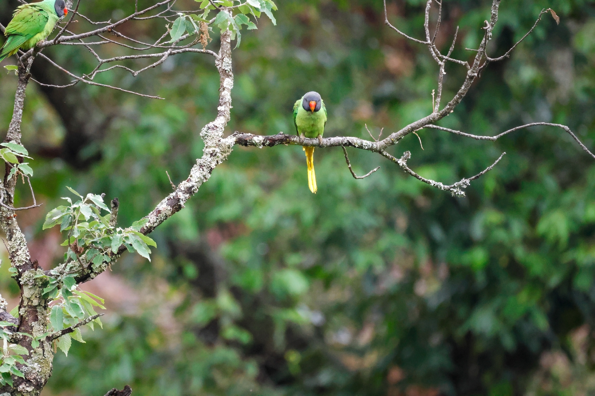 Slaty-headed Parakeet (Psittacula himalayana), photo 8