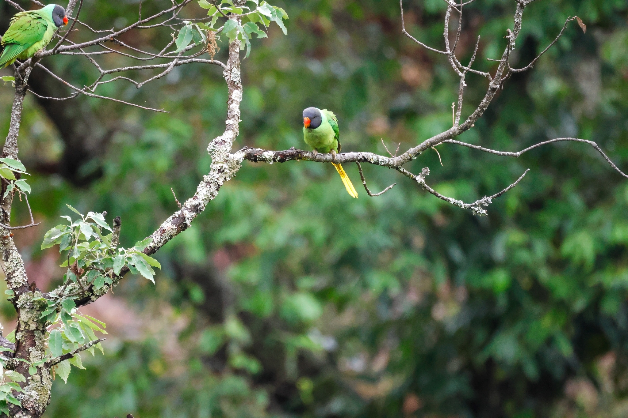 Slaty-headed Parakeet (Psittacula himalayana), photo 9