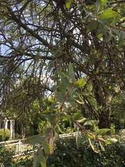 Agelanthus natalitius