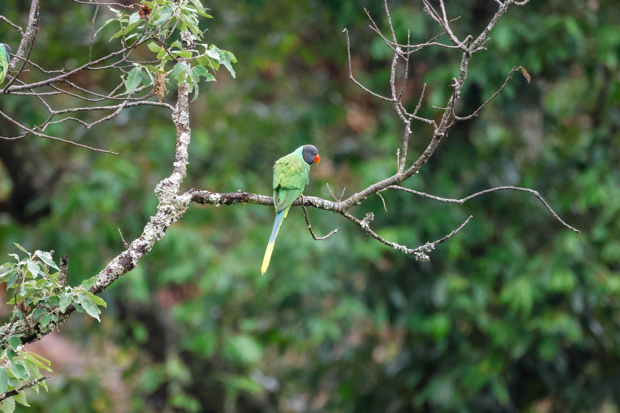 Slaty-headed Parakeet (Psittacula himalayana), photo 10