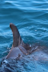 Xenobalanus globicipitis