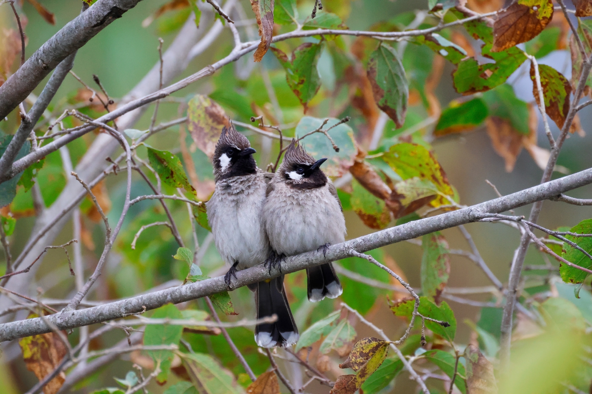 Himalayan Bulbul (Pycnonotus leucogenys), photo 9