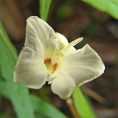Xenostegia tridentata