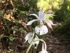 Calanthe arisanensis