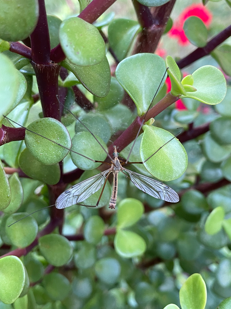 Tipula doaneiana
