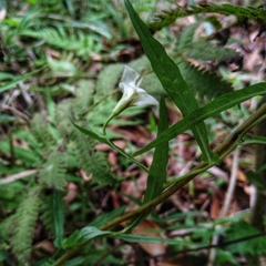 Xenostegia tridentata