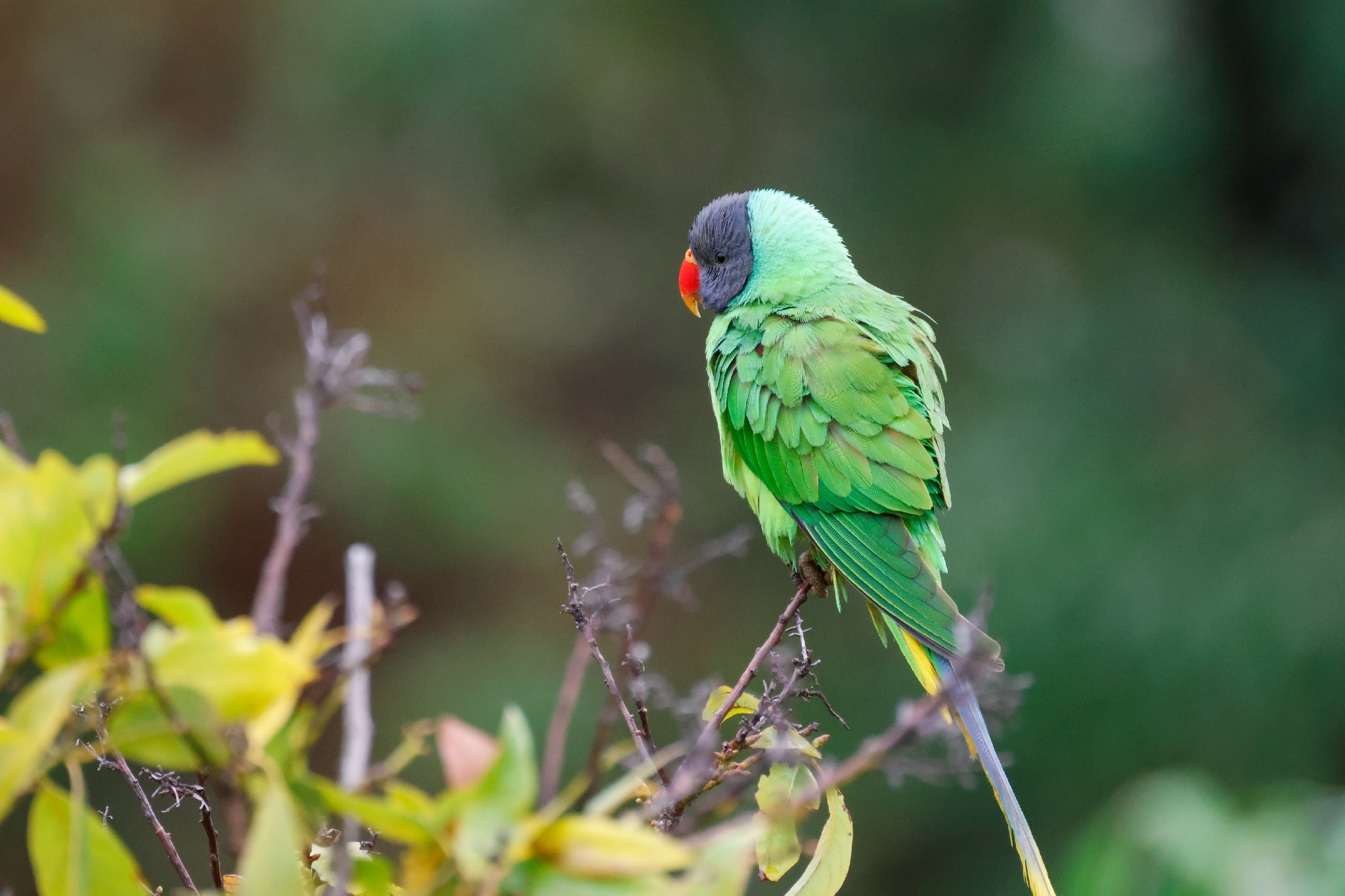 Slaty-headed Parakeet (Psittacula himalayana), photo 7
