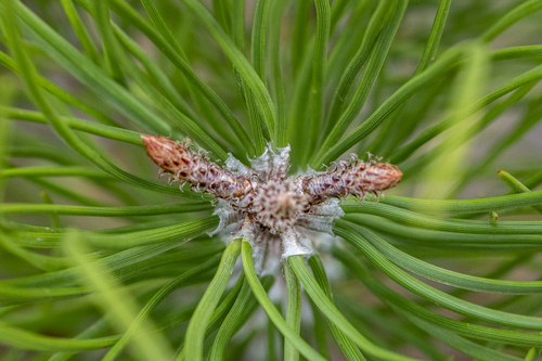 Maritime Pine (Pinus pinaster)