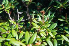 Rhododendron aureum