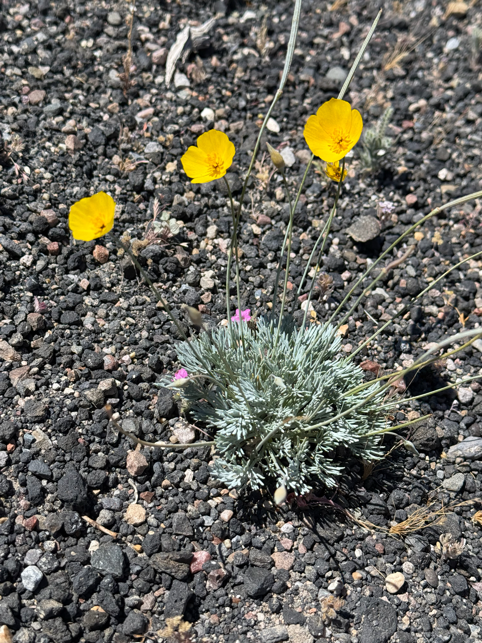 Mojave Poppy (Eschscholzia glyptosperma)