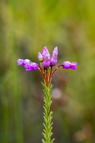 Skew Heath (Erica obliqua)