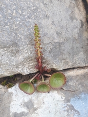 Umbilicus intermedius