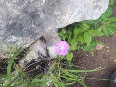 Convolvulus coelesyriacus