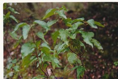 Cistus populifolius