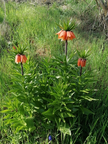 Crown imperial (Fritillaria imperialis)
