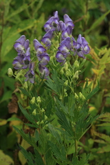 Aconitum sachalinense