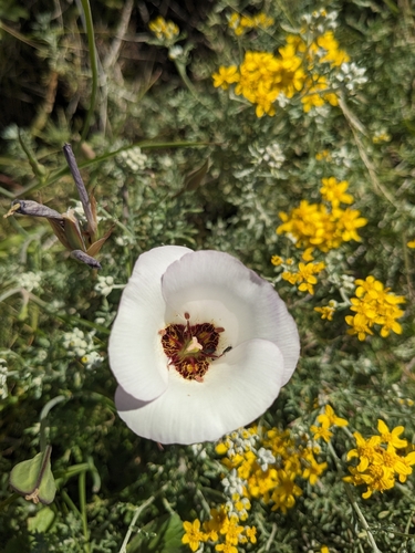 Catalina mariposa lily (Calochortus catalinae)