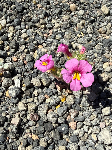 Bigelow's monkeyflower (Diplacus bigelovii)