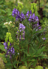 Aconitum sachalinense