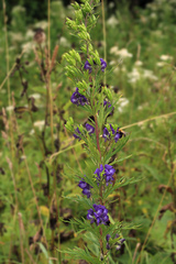 Aconitum sachalinense