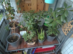 Coccinella septempunctata