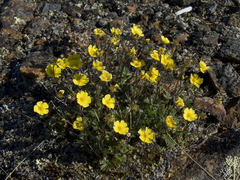 Potentilla pulviniformis