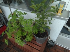 Coccinella septempunctata