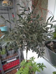 Coccinella septempunctata