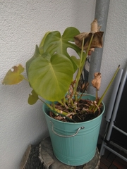 Coccinella septempunctata