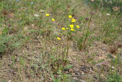 Potentilla rubella