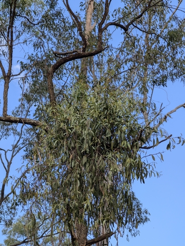 orange mistletoe