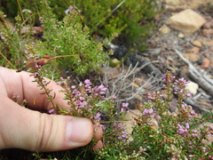 Erica nudiflora