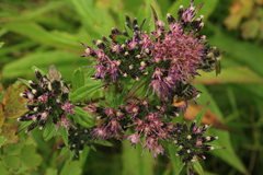 Saussurea acuminata sachalinensis