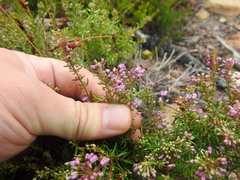 Erica nudiflora