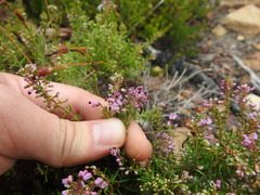 Erica nudiflora