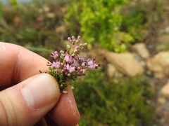 Erica nudiflora