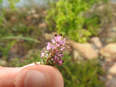 Erica nudiflora
