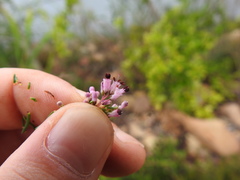 Erica nudiflora
