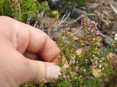 Erica nudiflora