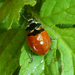 Pacific Three-banded Lady Beetle - Photo (c) Robin Gwen Agarwal, some rights reserved (CC BY-NC), uploaded by Robin Gwen Agarwal