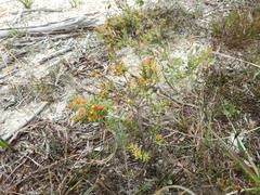Gnidia juniperifolia