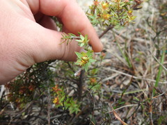 Gnidia juniperifolia
