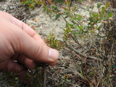 Gnidia juniperifolia
