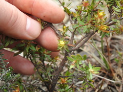 Gnidia juniperifolia