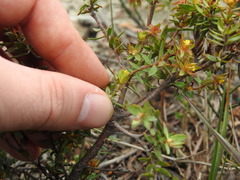 Gnidia juniperifolia
