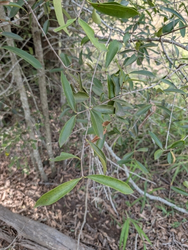 Red-fruited Olive Plum