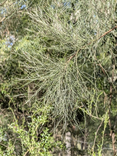 winged broom-pea