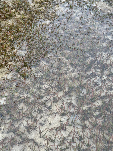 Cymodocea rotundata observed 2026-04-02