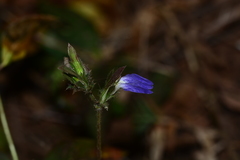 Cynarospermum asperrimum