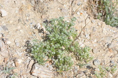 Cryptantha maritima maritima